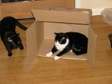 2005-03-01 cats in a box