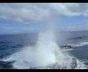 blowhole3